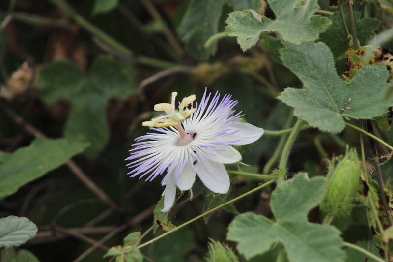 Arizona Passionflower photo 6