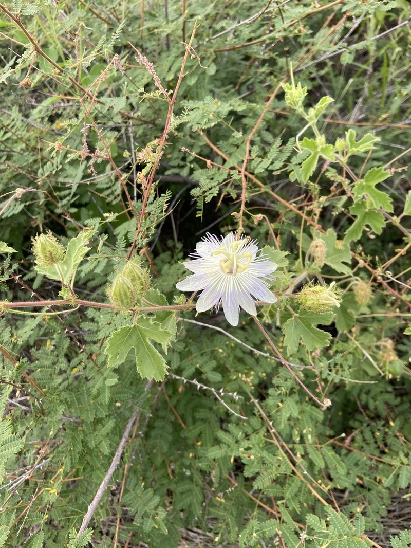 Arizona Passionflower photo 7
