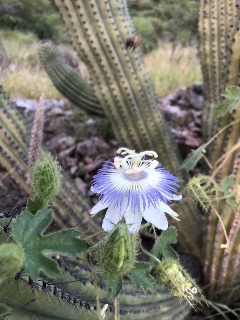 Arizona Passionflower photo 8