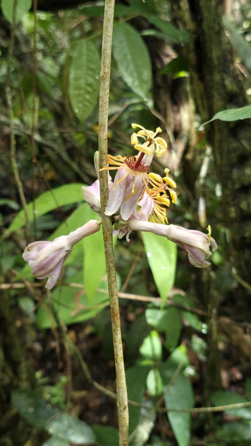 Passiflora bacabensis