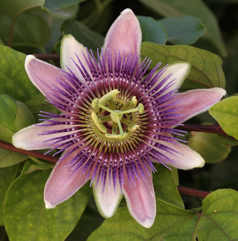 Passionflower photo 2