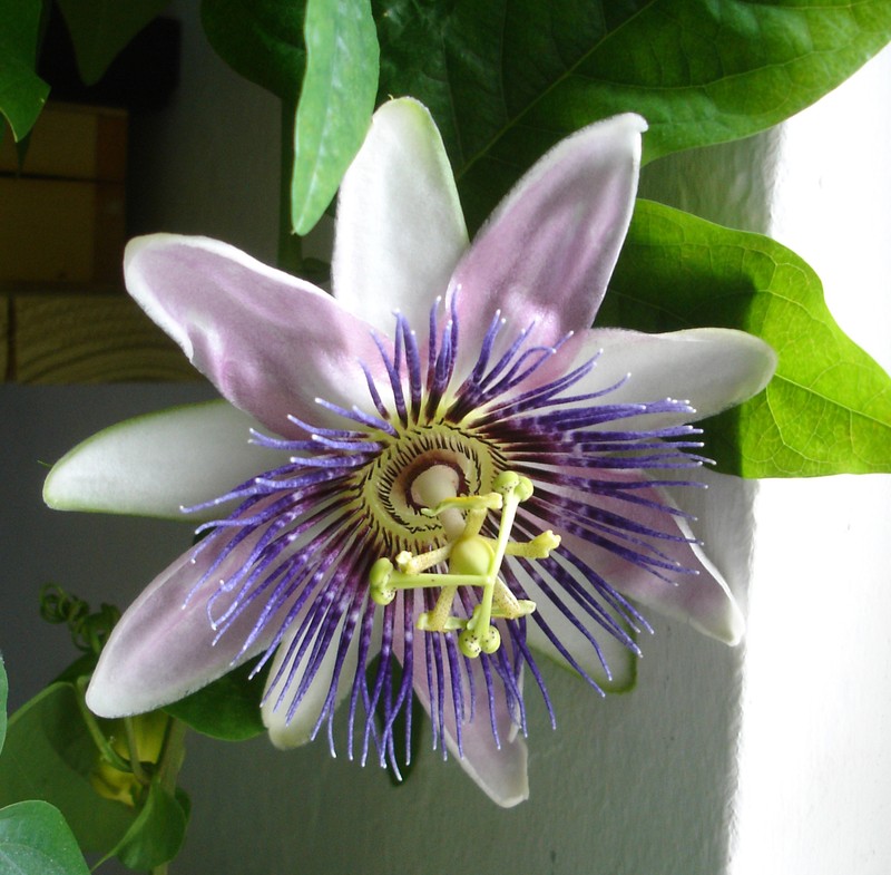 Passionflower