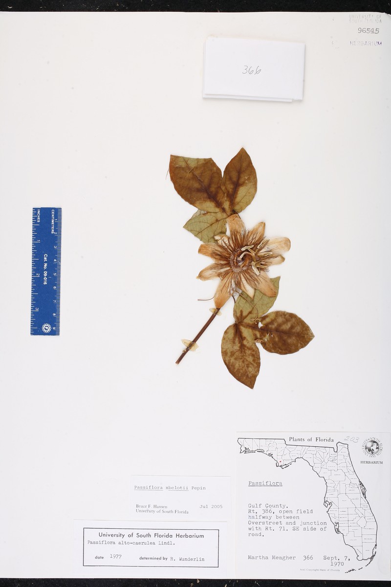 Passionflower photo 3