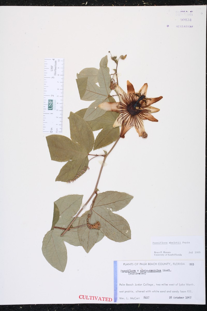 Passionflower photo 4