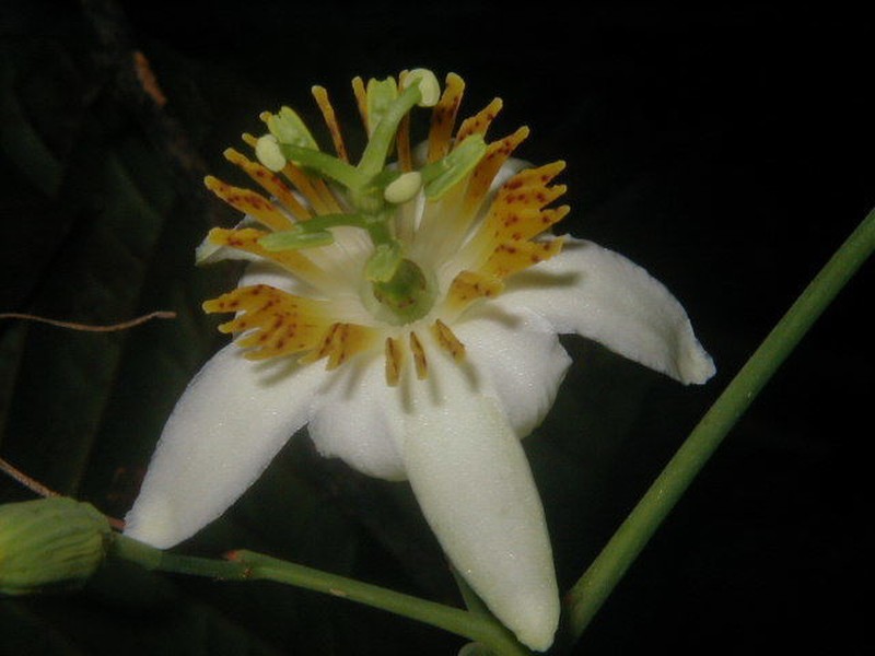 Passiflora bernaccii