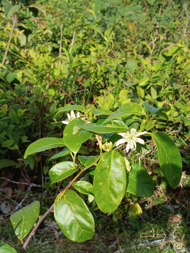 Passiflora bernaccii photo 2