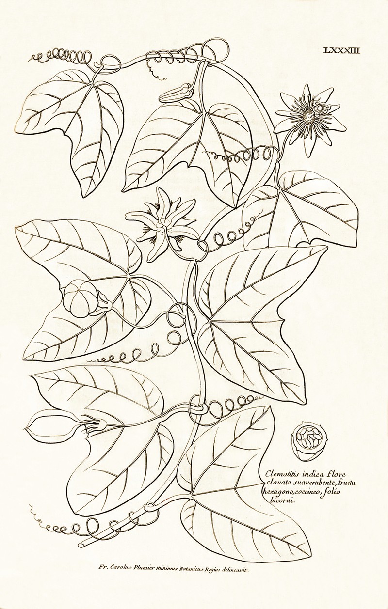 Wingleaf Passionflower photo 2
