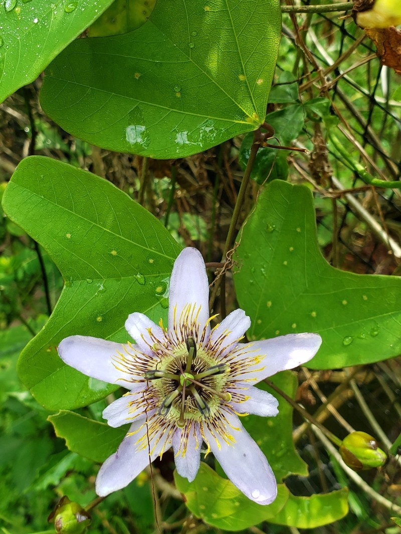 Wingleaf Passionflower
