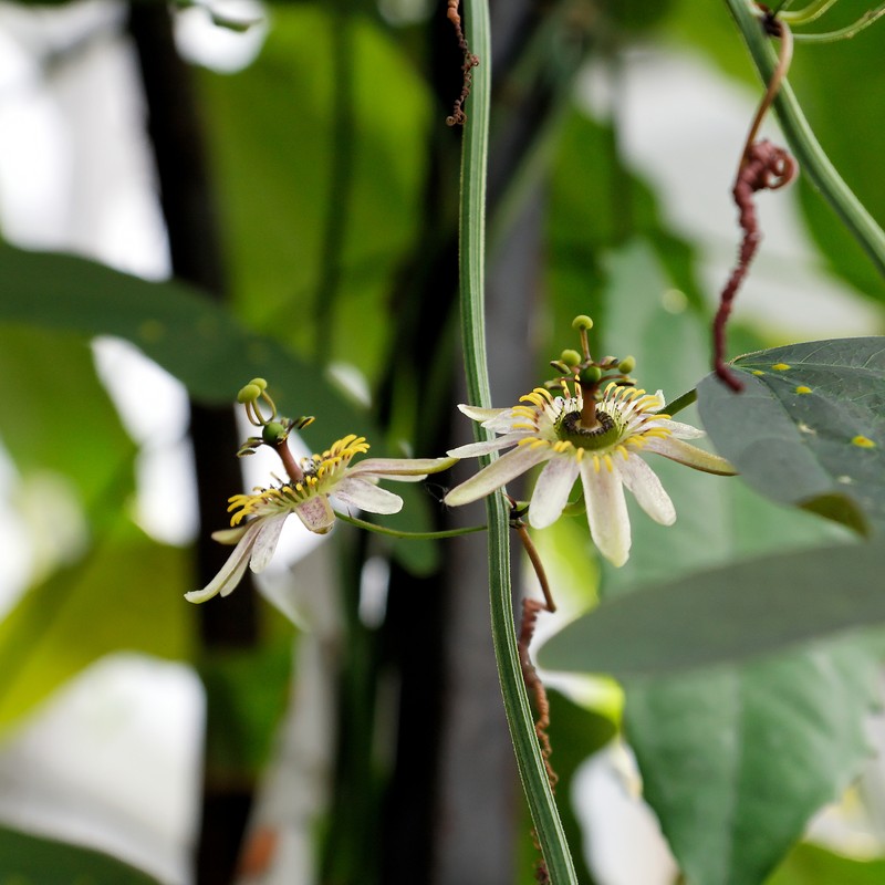 Twoflower Passionflower photo 4