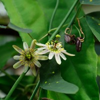Twoflower Passionflower