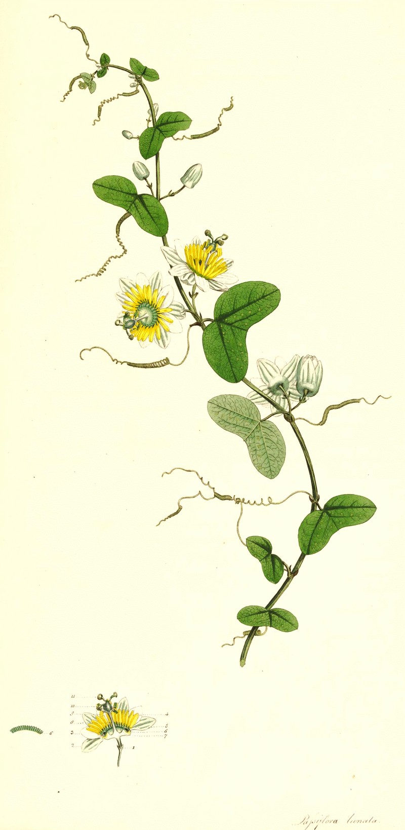 Twoflower Passionflower photo 2