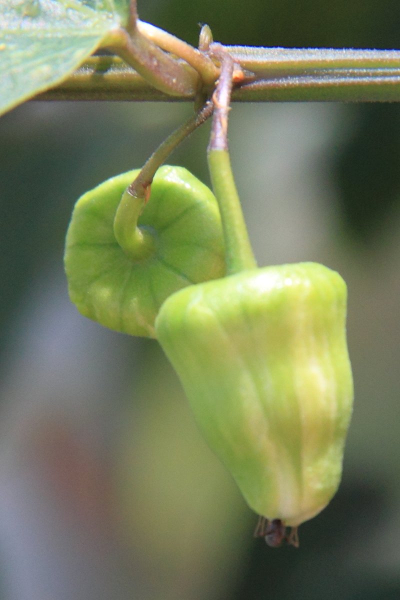 Twoflower Passionflower photo 7