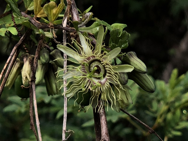 Twolobe Passionflower