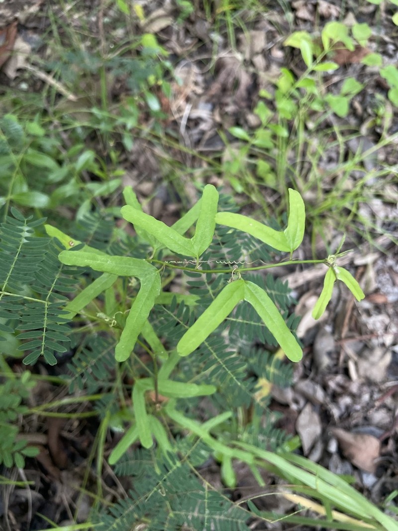 Twolobe Passionflower photo 3