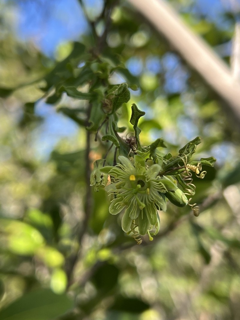 Twolobe Passionflower photo 4