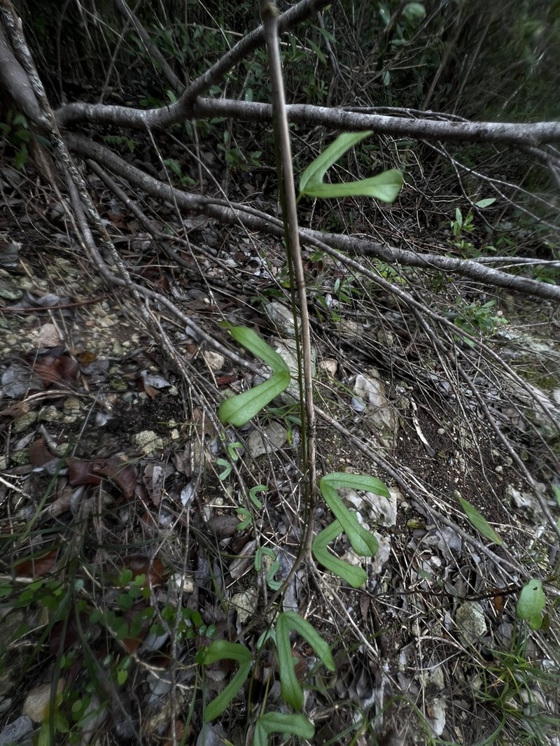 Twolobe Passionflower photo 5