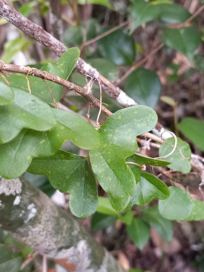 Twolobe Passionflower photo 6