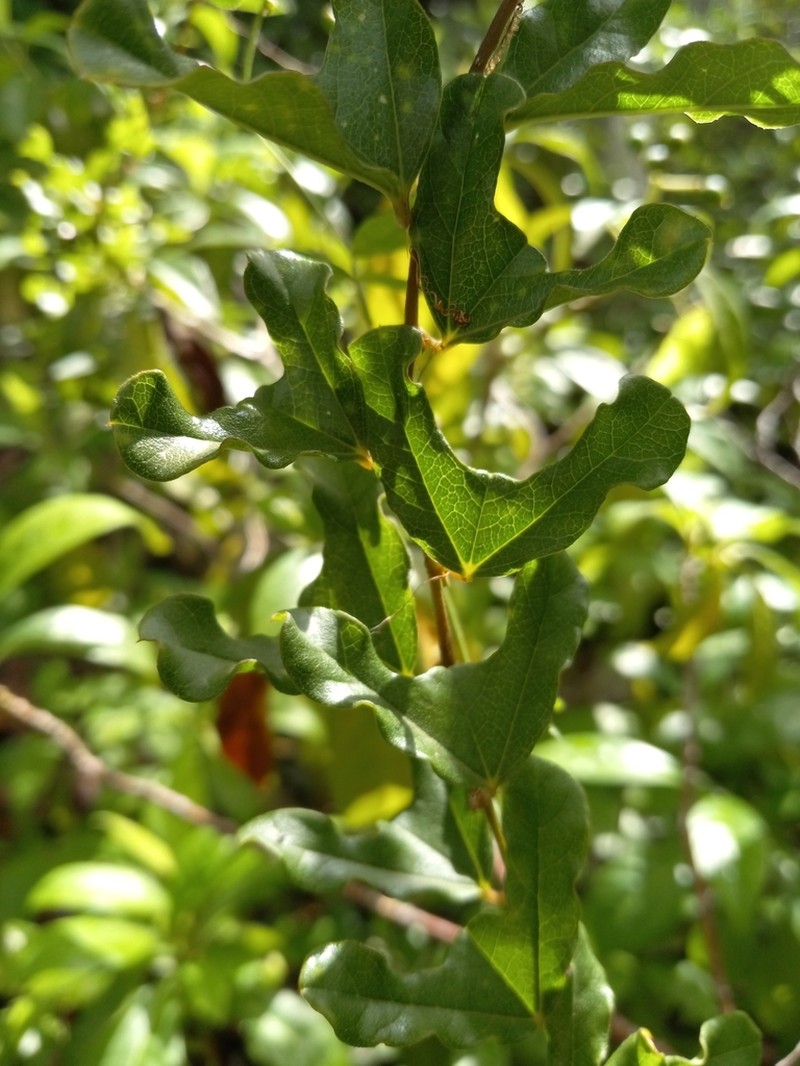 Twolobe Passionflower photo 7