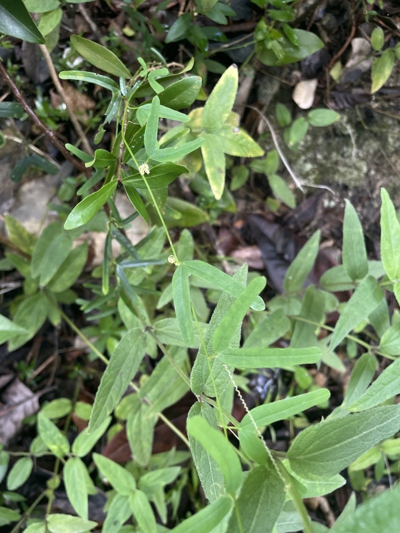 Twolobe Passionflower photo 8