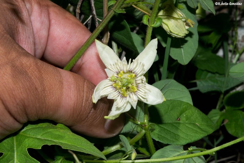 Cupped Passionflower photo 2