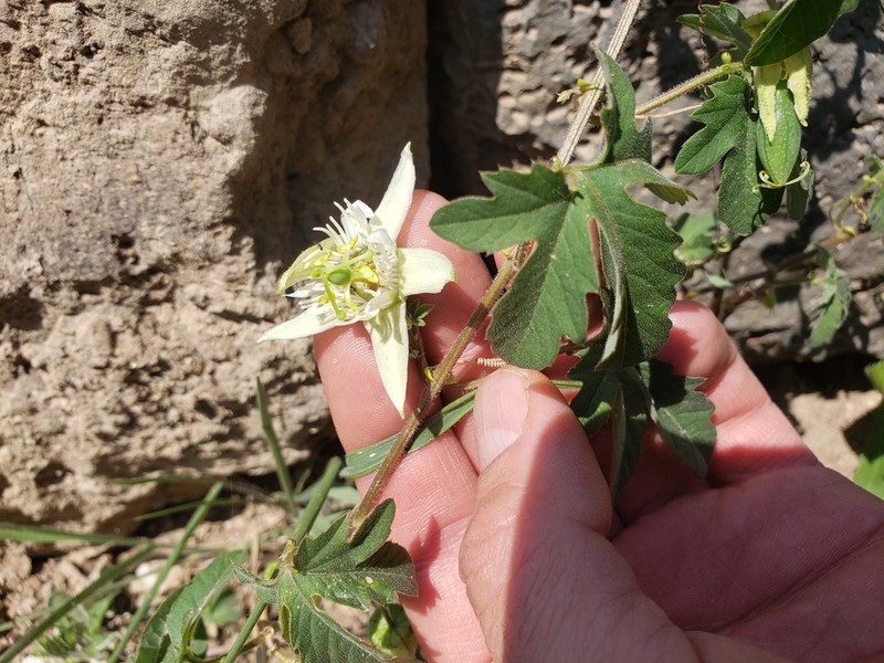 Cupped Passionflower photo 4