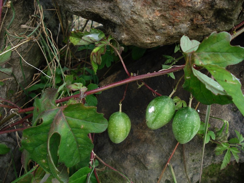 Cupped Passionflower photo 5