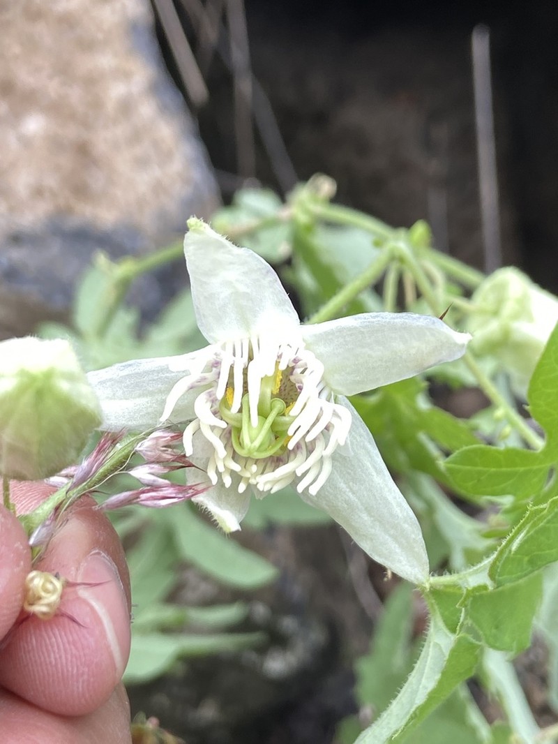 Cupped Passionflower photo 6