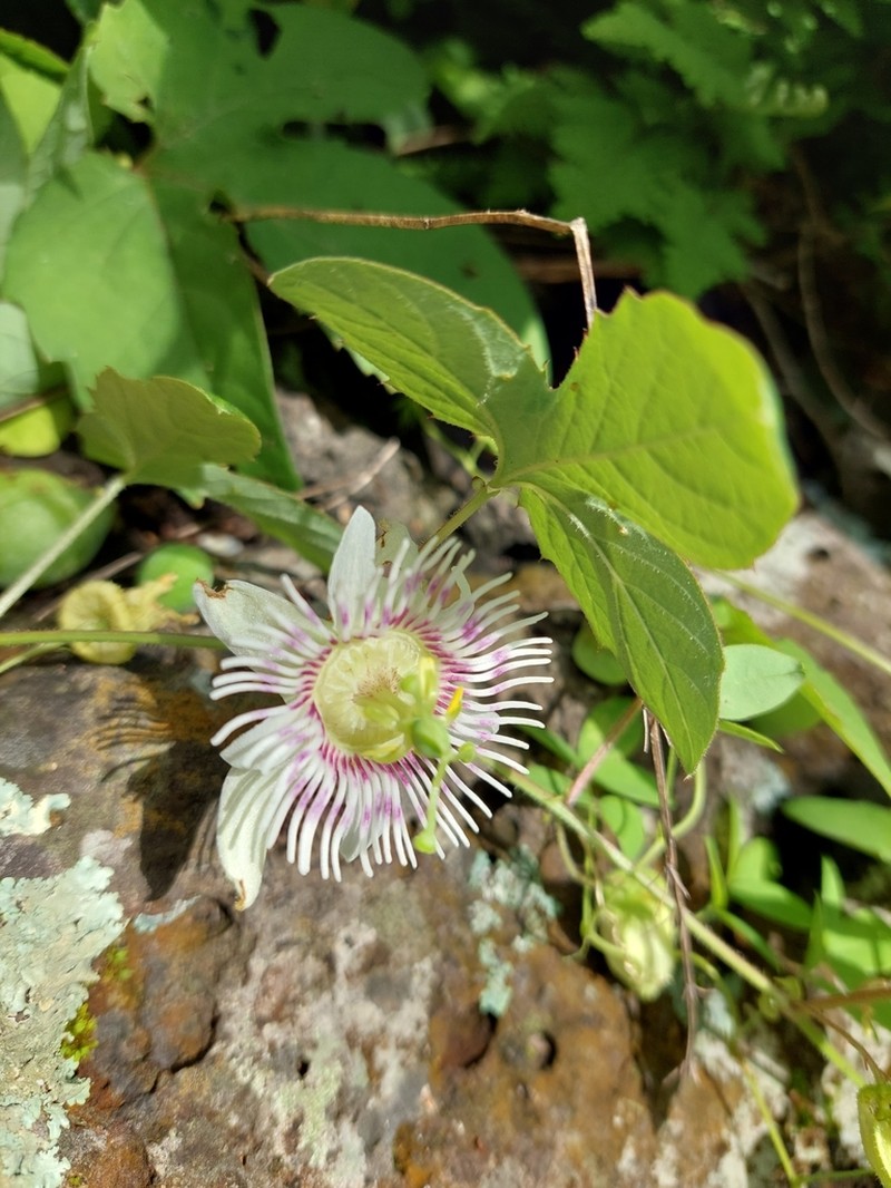 Cupped Passionflower photo 7
