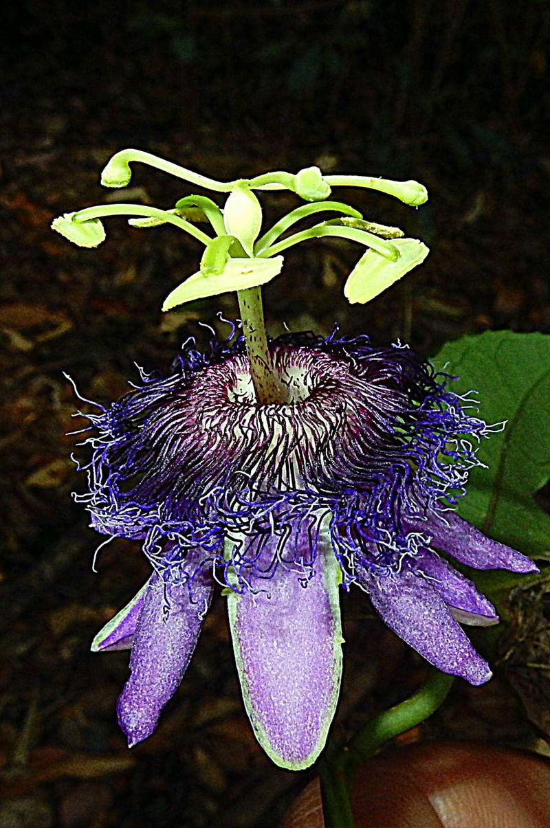 Passiflora cacao