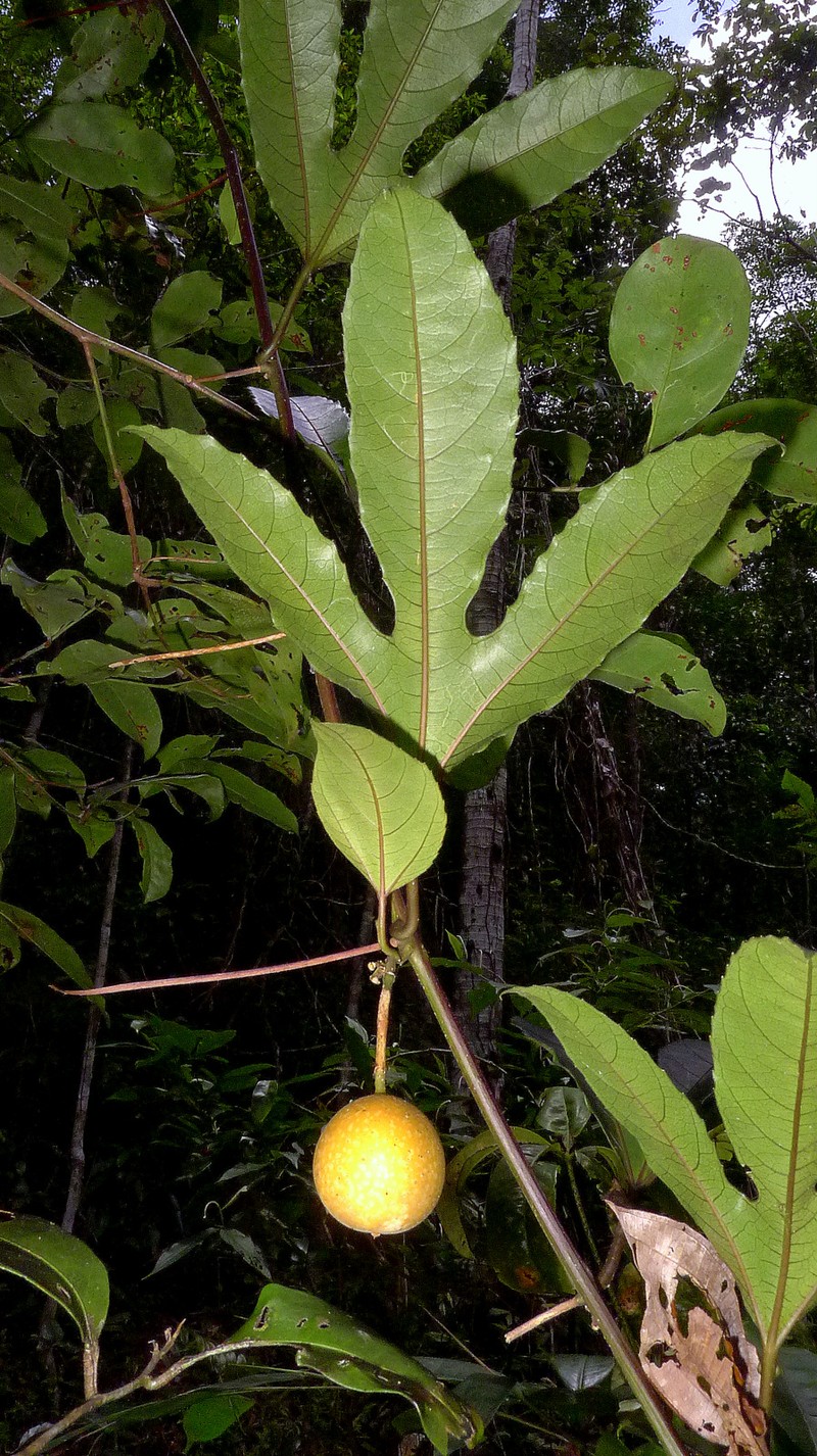 Passiflora cacao photo 2