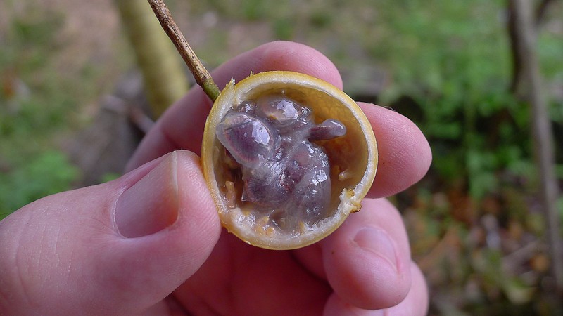 Passiflora cacao photo 3