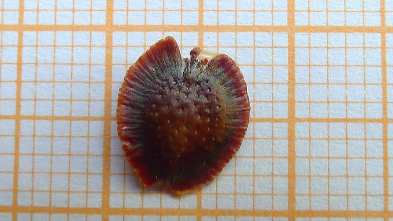 Passiflora cacao photo 4