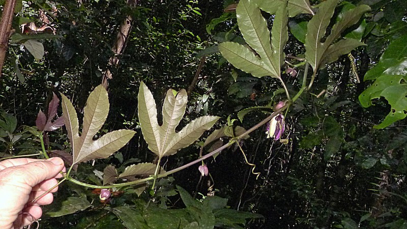 Passiflora cacao photo 5