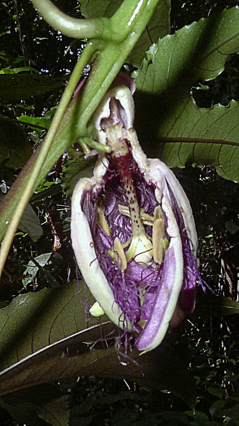 Passiflora cacao photo 6