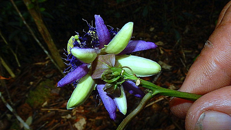 Passiflora cacao photo 7