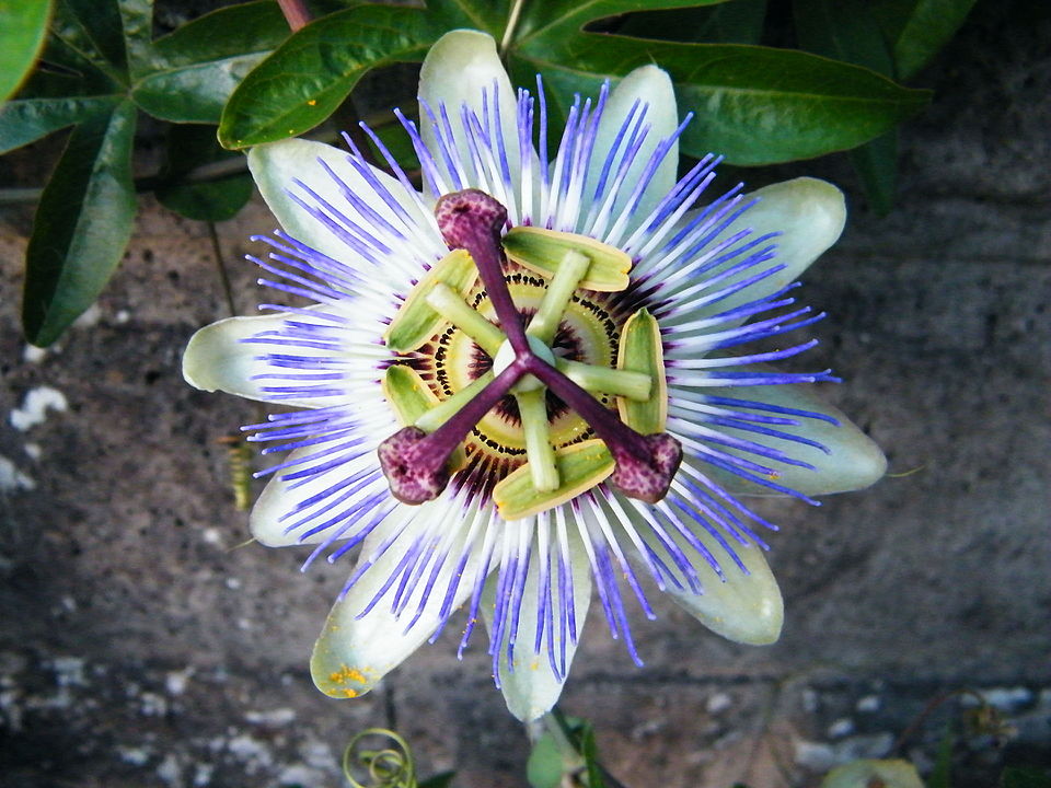 Bluecrown Passionflower photo 2