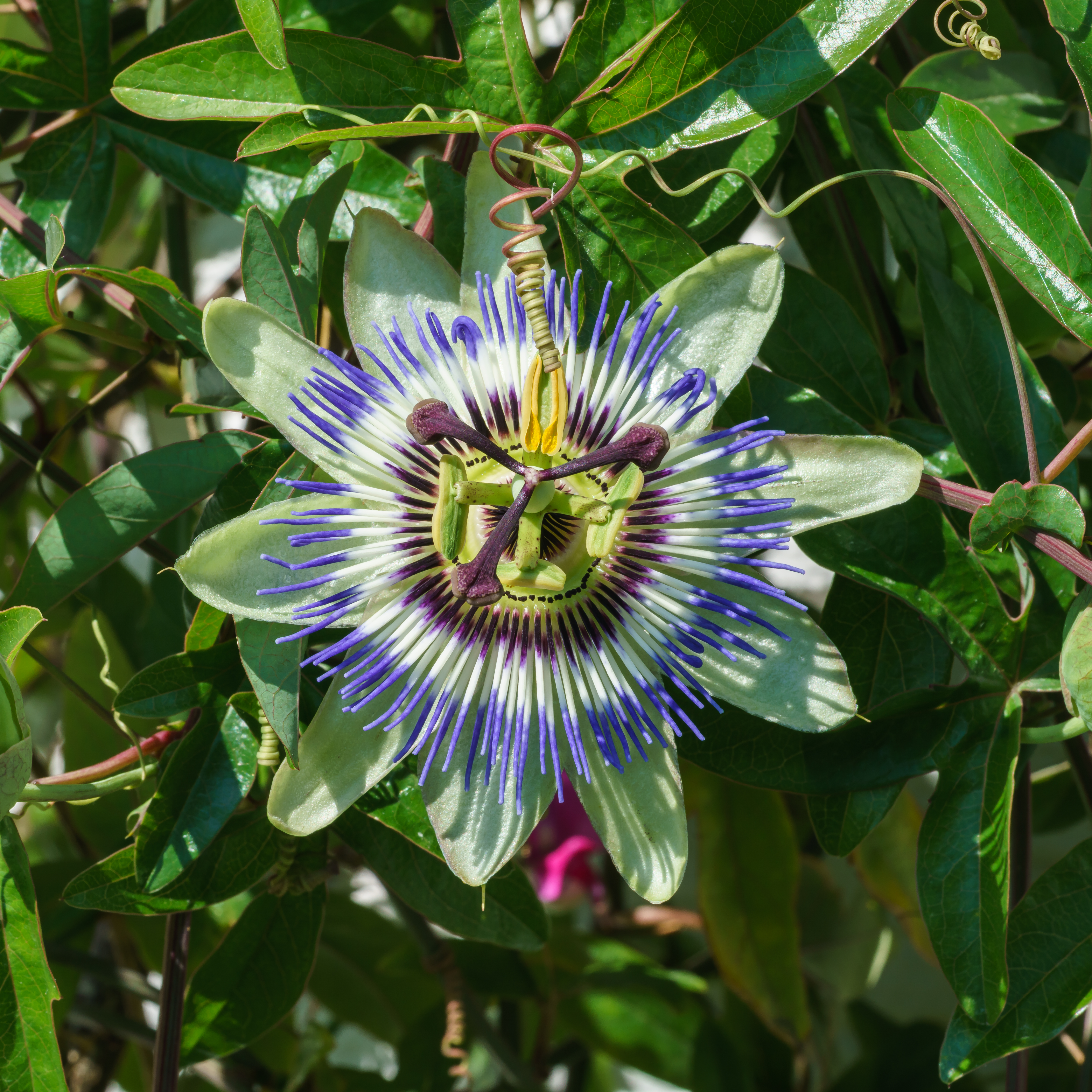 Bluecrown Passionflower photo 3
