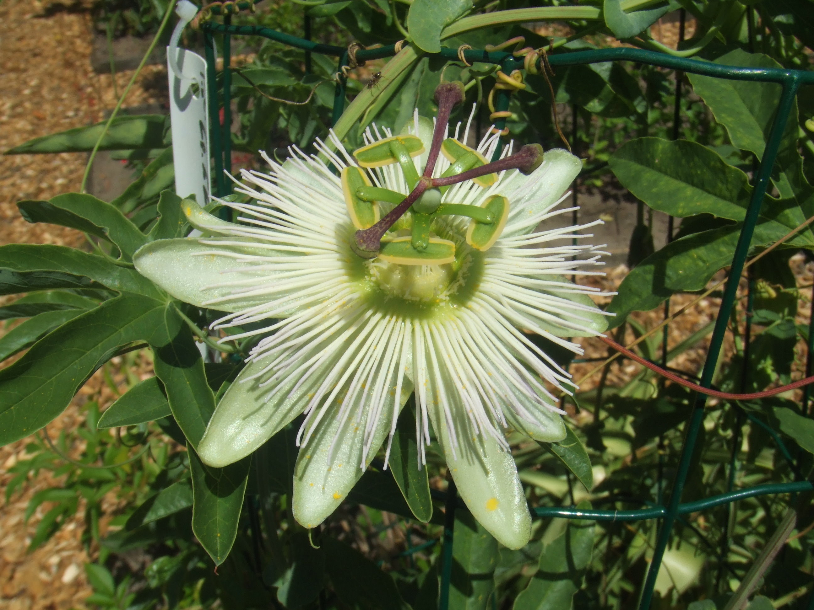 Bluecrown Passionflower photo 4