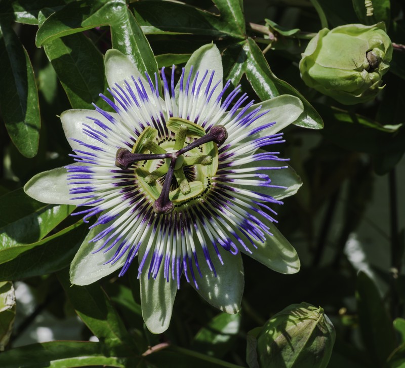 Bluecrown Passionflower