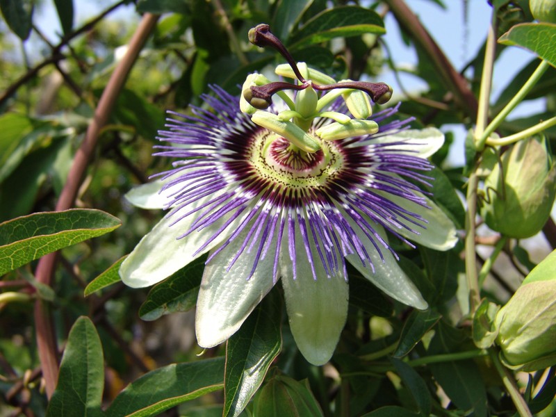 Bluecrown Passionflower photo 6