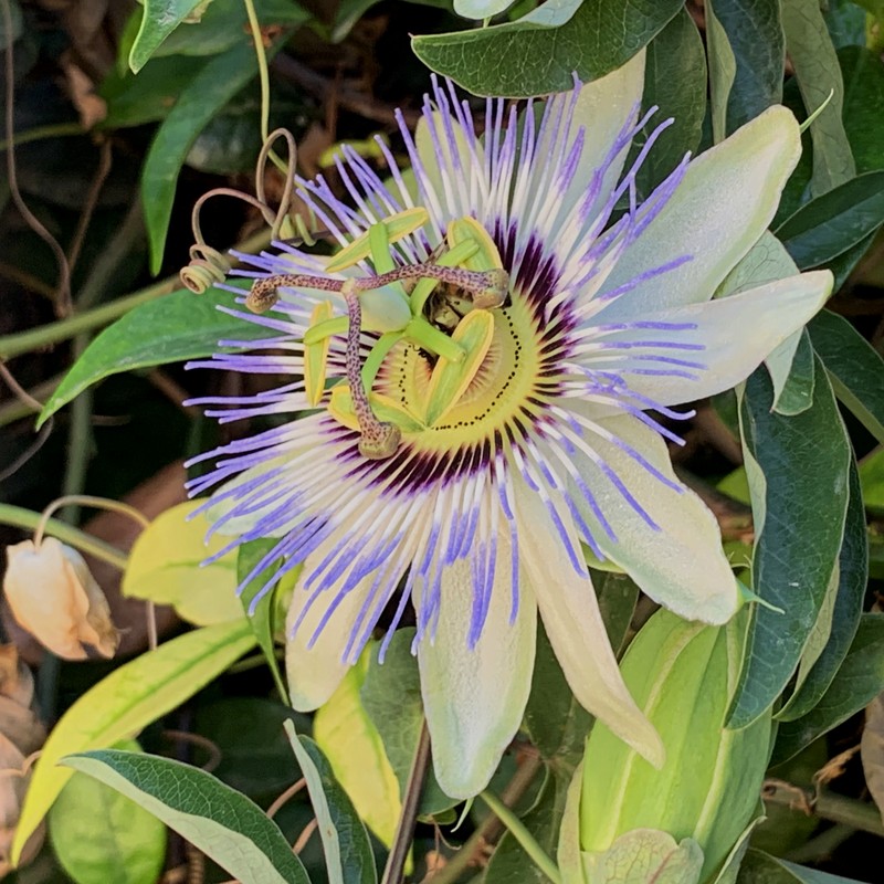 Bluecrown Passionflower photo 7