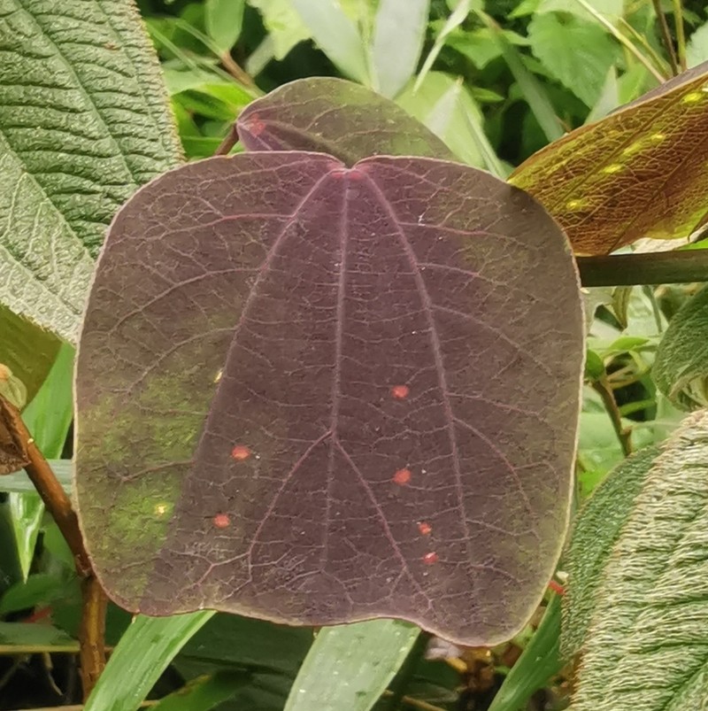 Passiflora calicicalyx