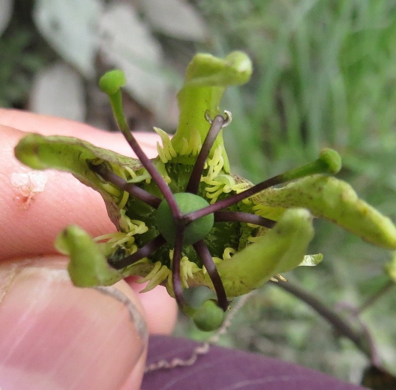 Passiflora calicicalyx photo 2