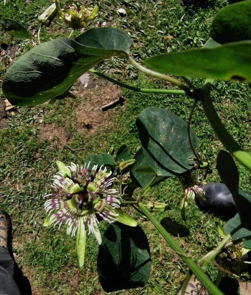 Passiflora calicicalyx photo 3