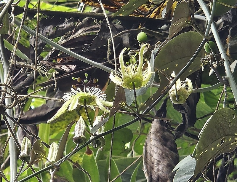 Passiflora calicicalyx photo 4