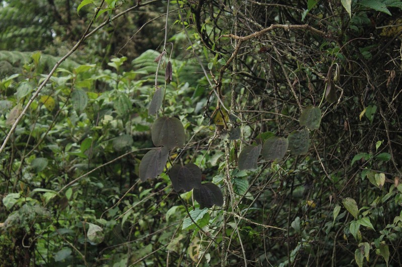 Passiflora calicicalyx photo 7