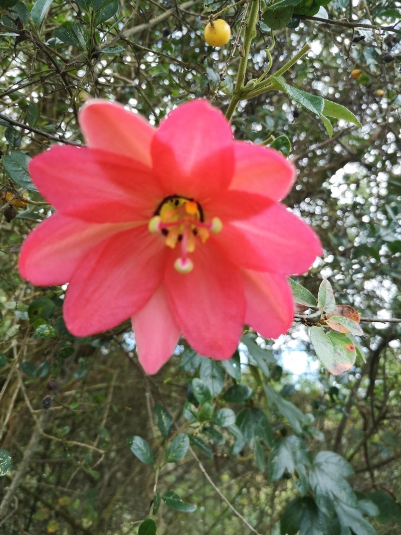 Passiflora calypilosa photo 2
