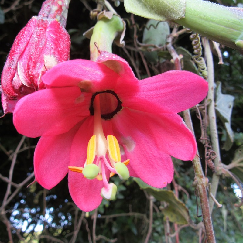 Passiflora calypilosa photo 3