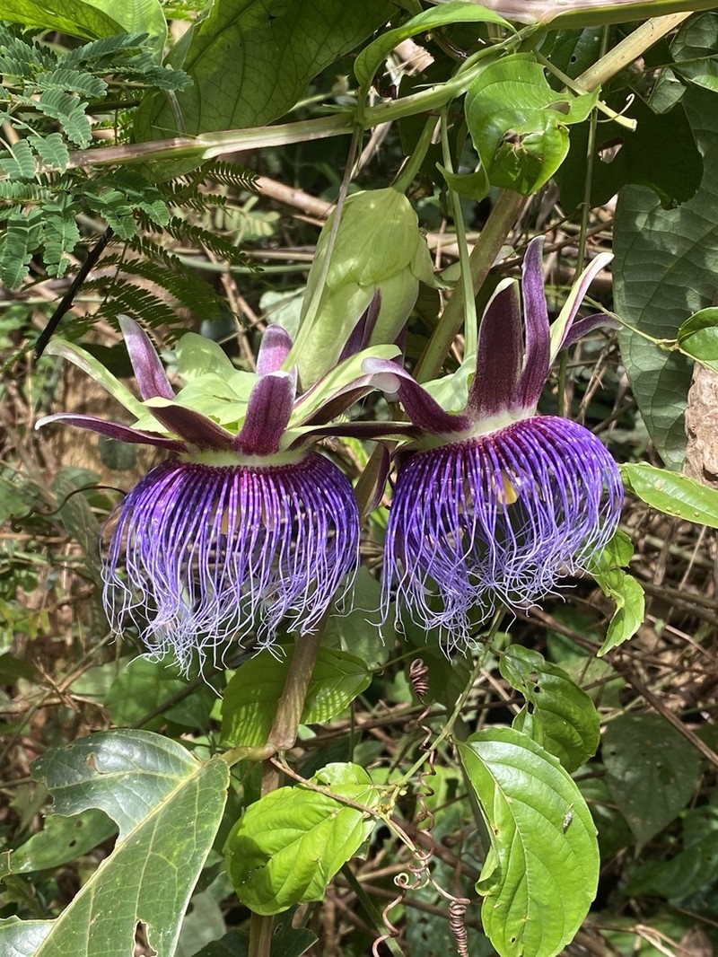 Passiflora carajasensis