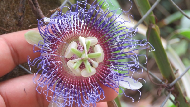 Passiflora carajasensis photo 2